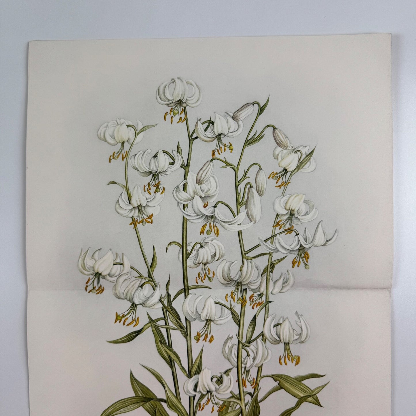 Prospectus for A Book of White Flowers by Elizabeth Cameron K.D. Duval 1980