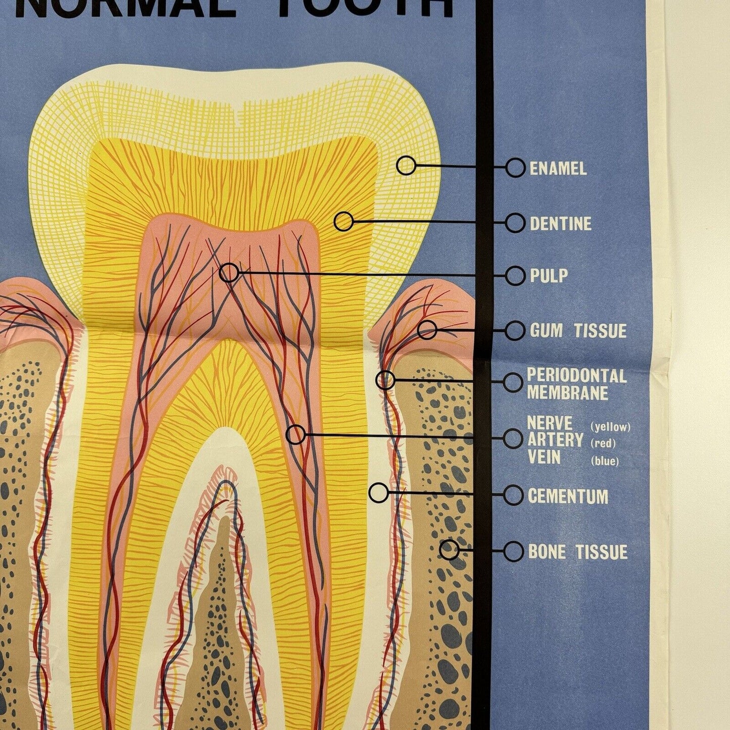 The Structure of a Normal Tooth | General Dental Council public information poster | Undated
