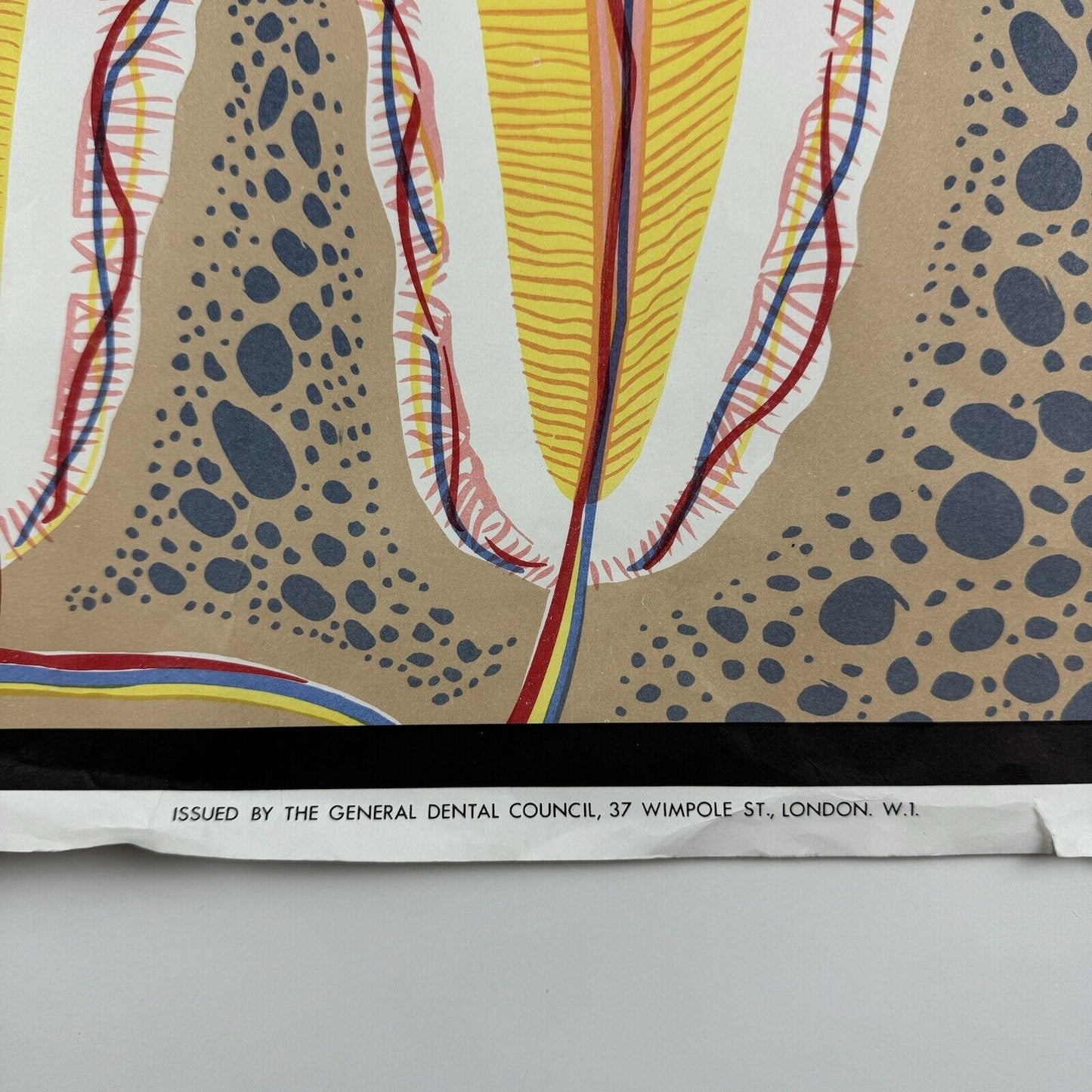 The Structure of a Normal Tooth | General Dental Council public information poster | Undated