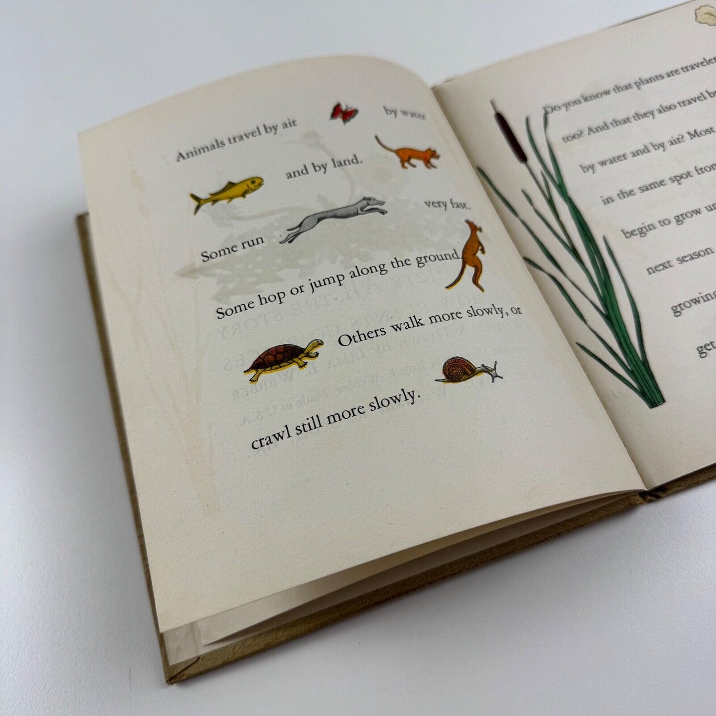 Travelers All, the story of how plants go places. Written & drawn by Irma E. Webber. William R. Scott, New York. Undated, c. 1945