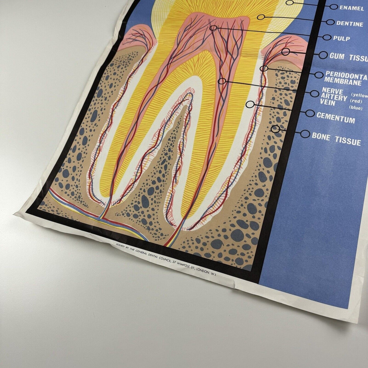 The Structure of a Normal Tooth | General Dental Council public information poster | Undated
