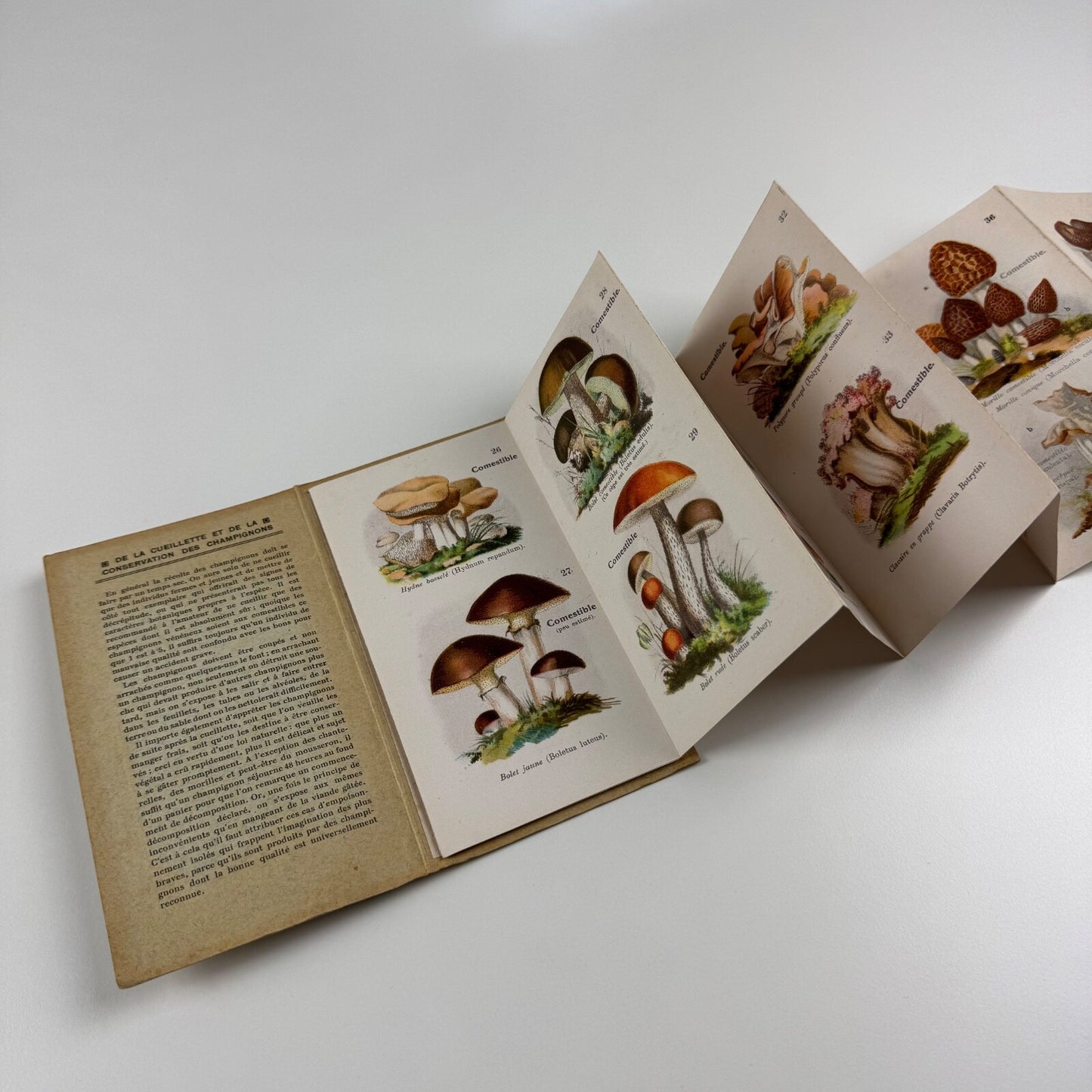 Petit Atlas Des Champignons. Delachaux & Niestlé. Neuchâtel. Undated believed to date from 1900. Text in French. Small pocket sized book with fold out pages