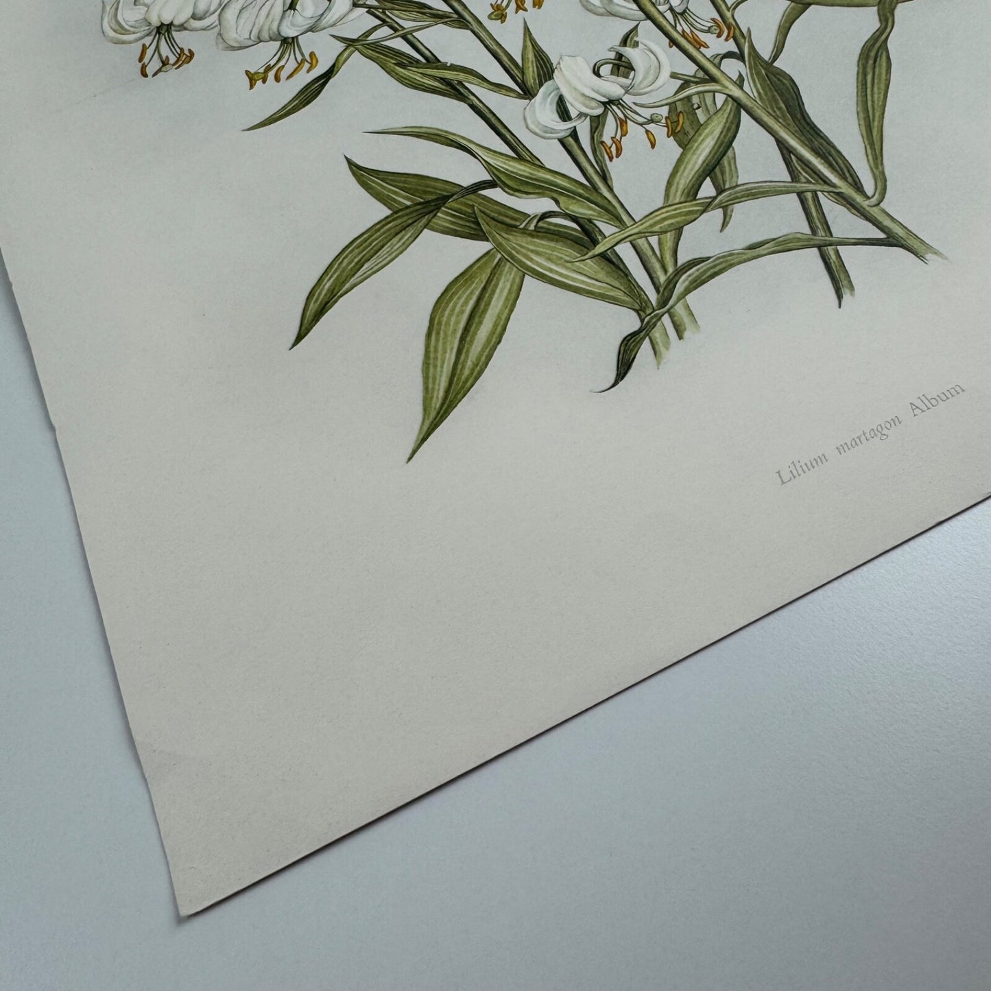 Prospectus for A Book of White Flowers by Elizabeth Cameron K.D. Duval 1980