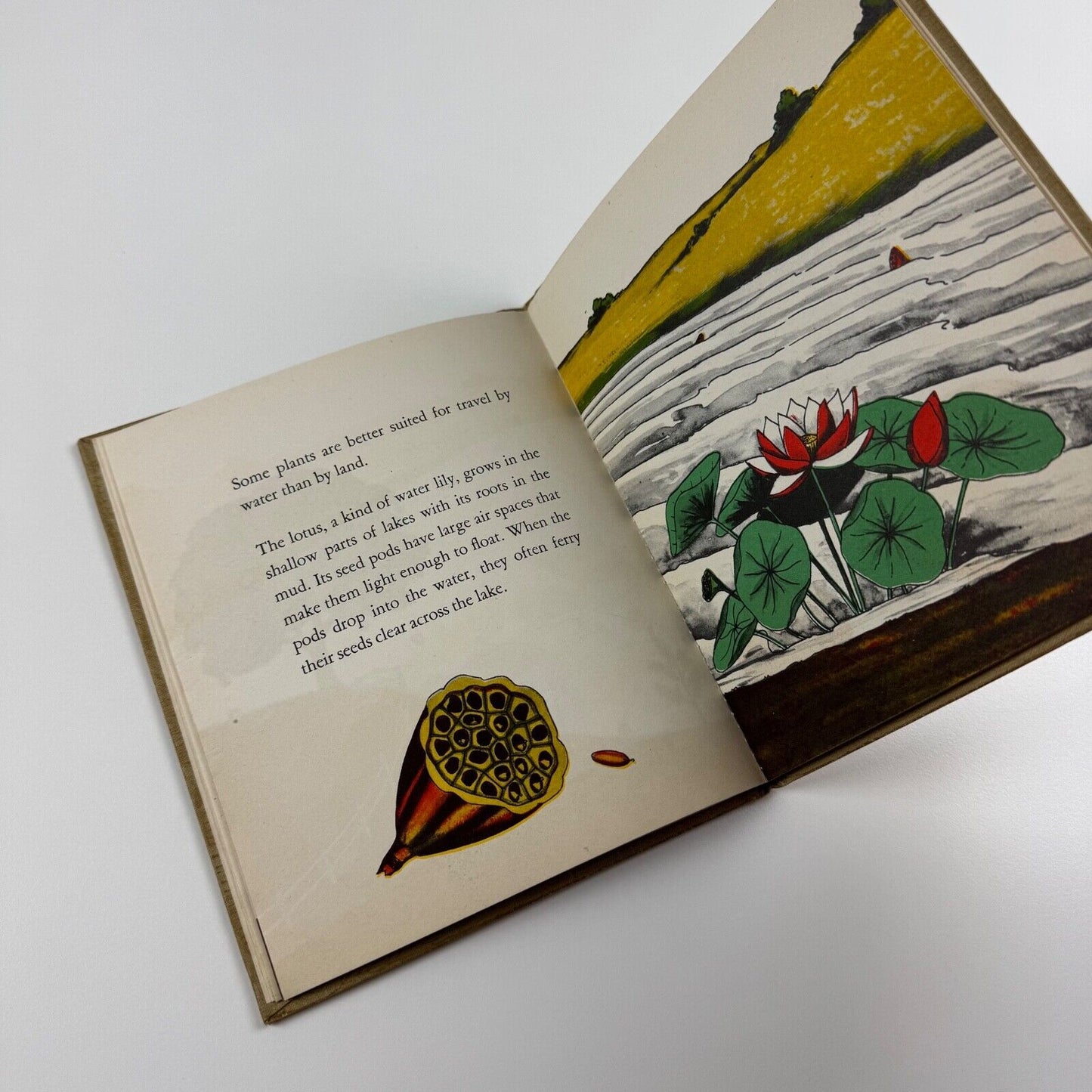 Travelers All, the story of how plants go places. Written & drawn by Irma E. Webber. William R. Scott, New York. Undated, c. 1945
