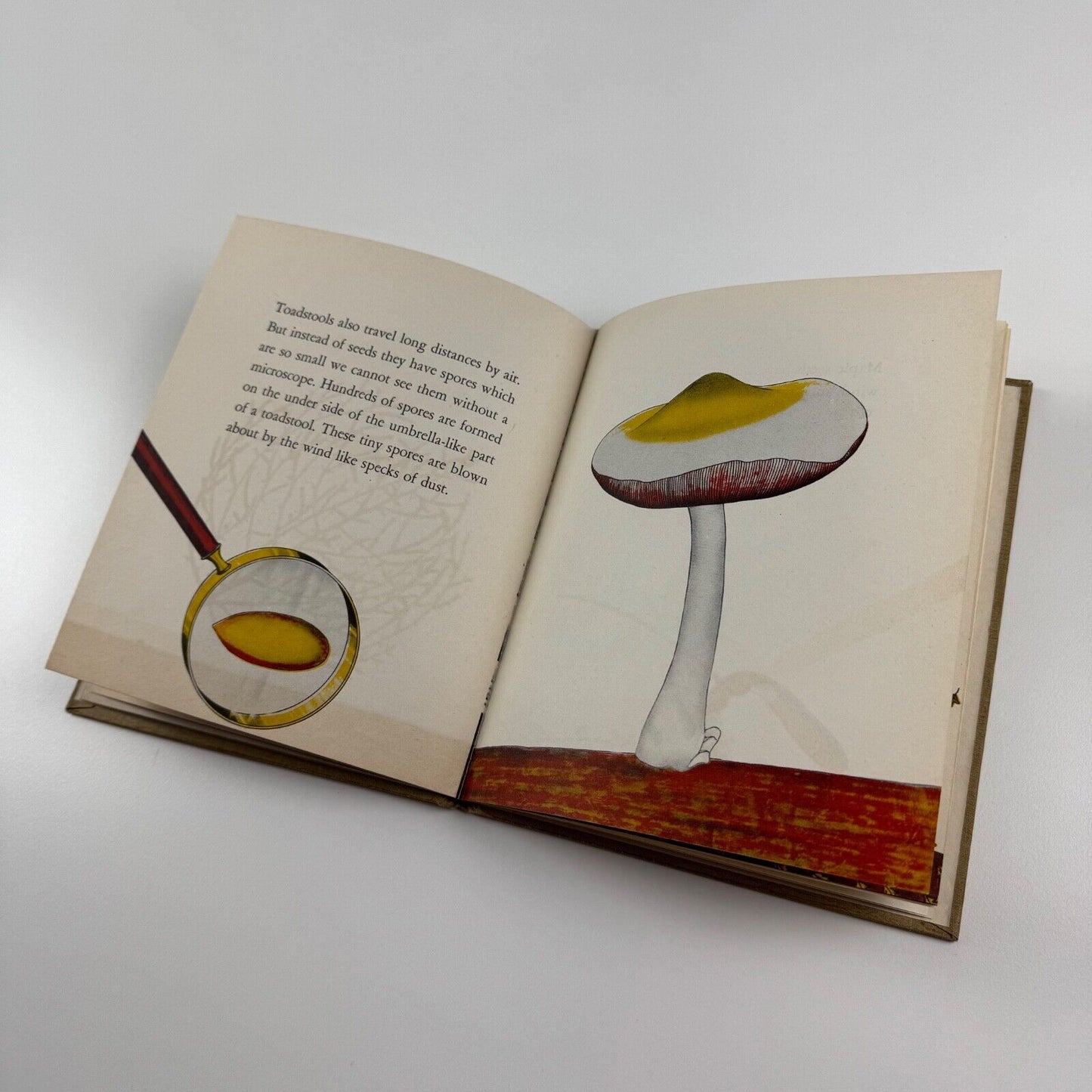 Travelers All, the story of how plants go places. Written & drawn by Irma E. Webber. William R. Scott, New York. Undated, c. 1945