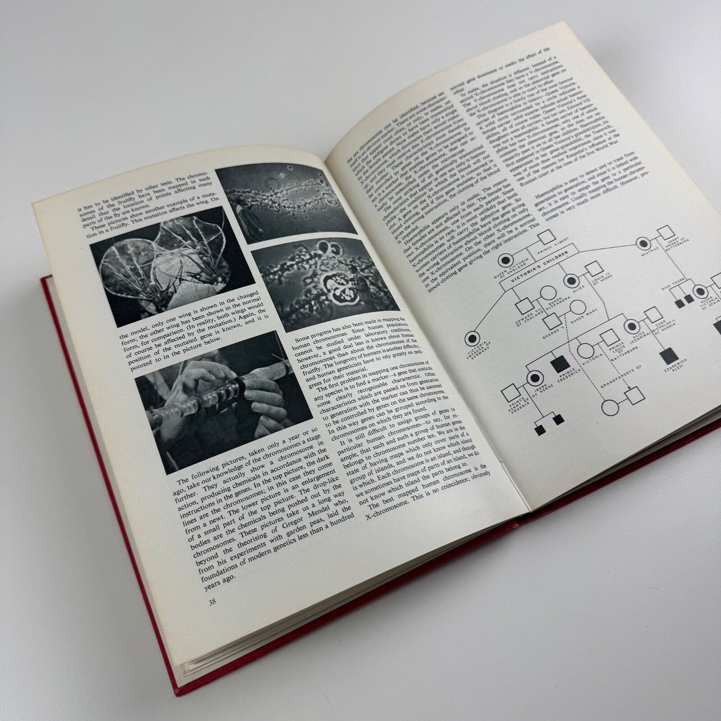 Insight by J. Bronowski | Macdonald & Co, 1964 in association with the BBC