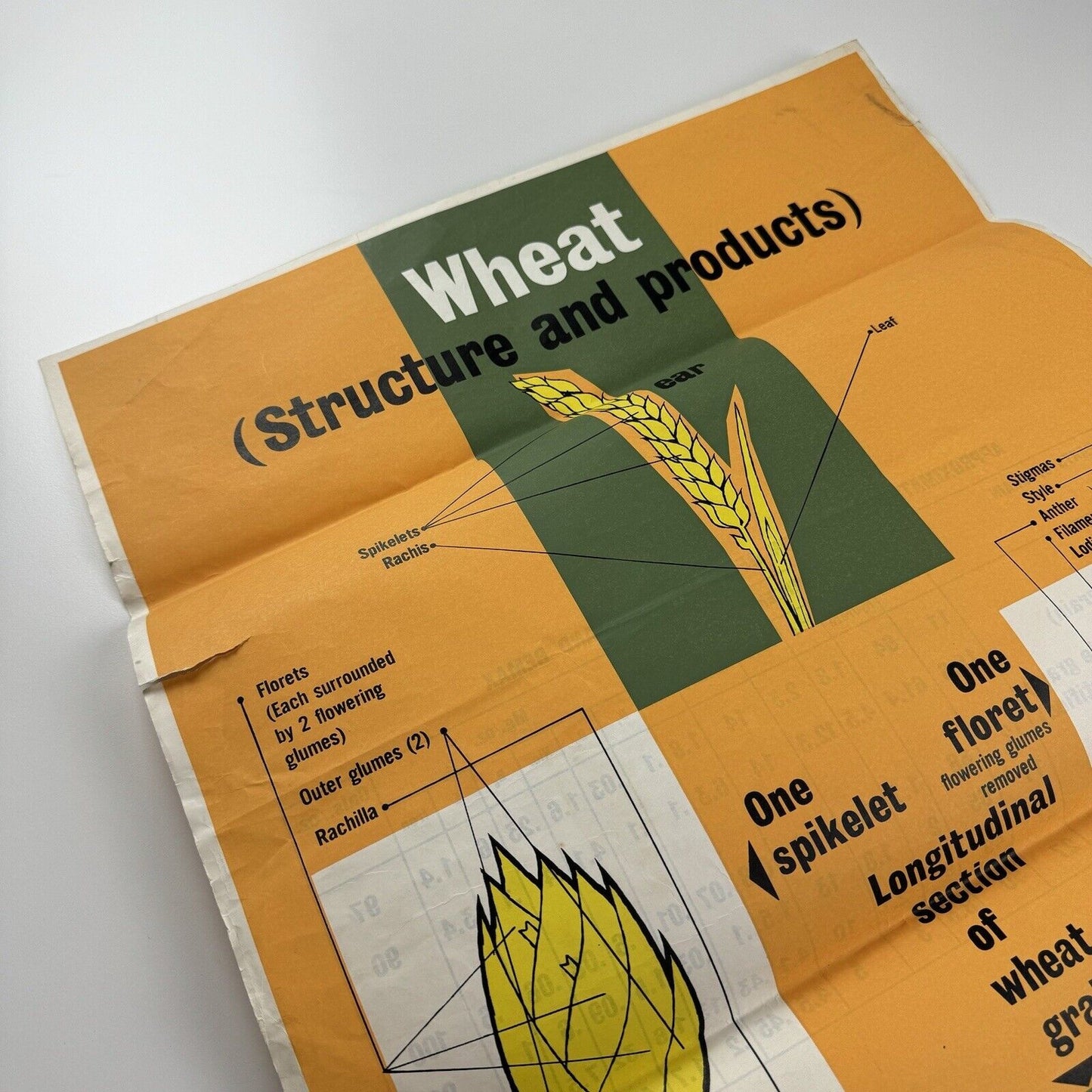 Wheat Structure and Products | Nutrition Information Centre | Public information poster