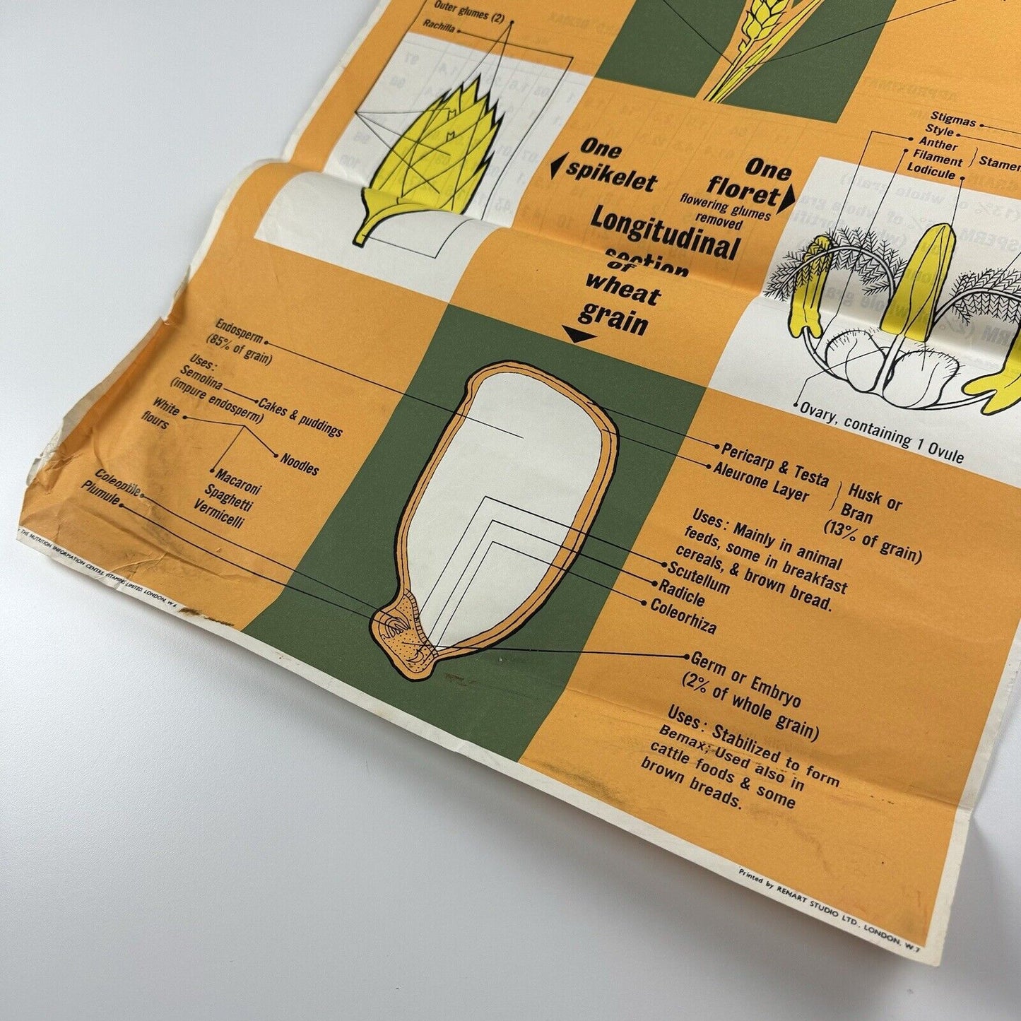 Wheat Structure and Products | Nutrition Information Centre | Public information poster