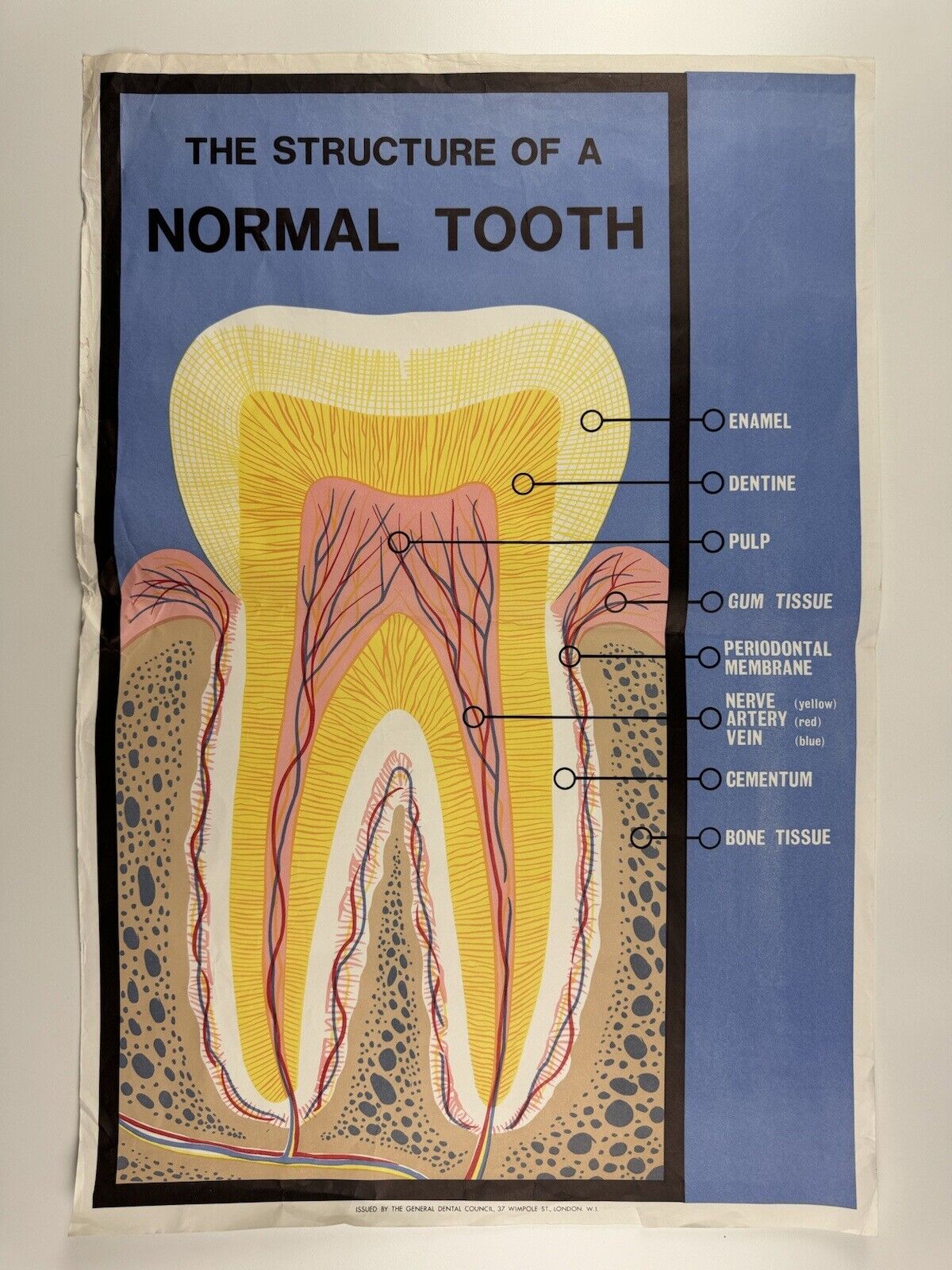 The Structure of a Normal Tooth | General Dental Council public information poster | Undated