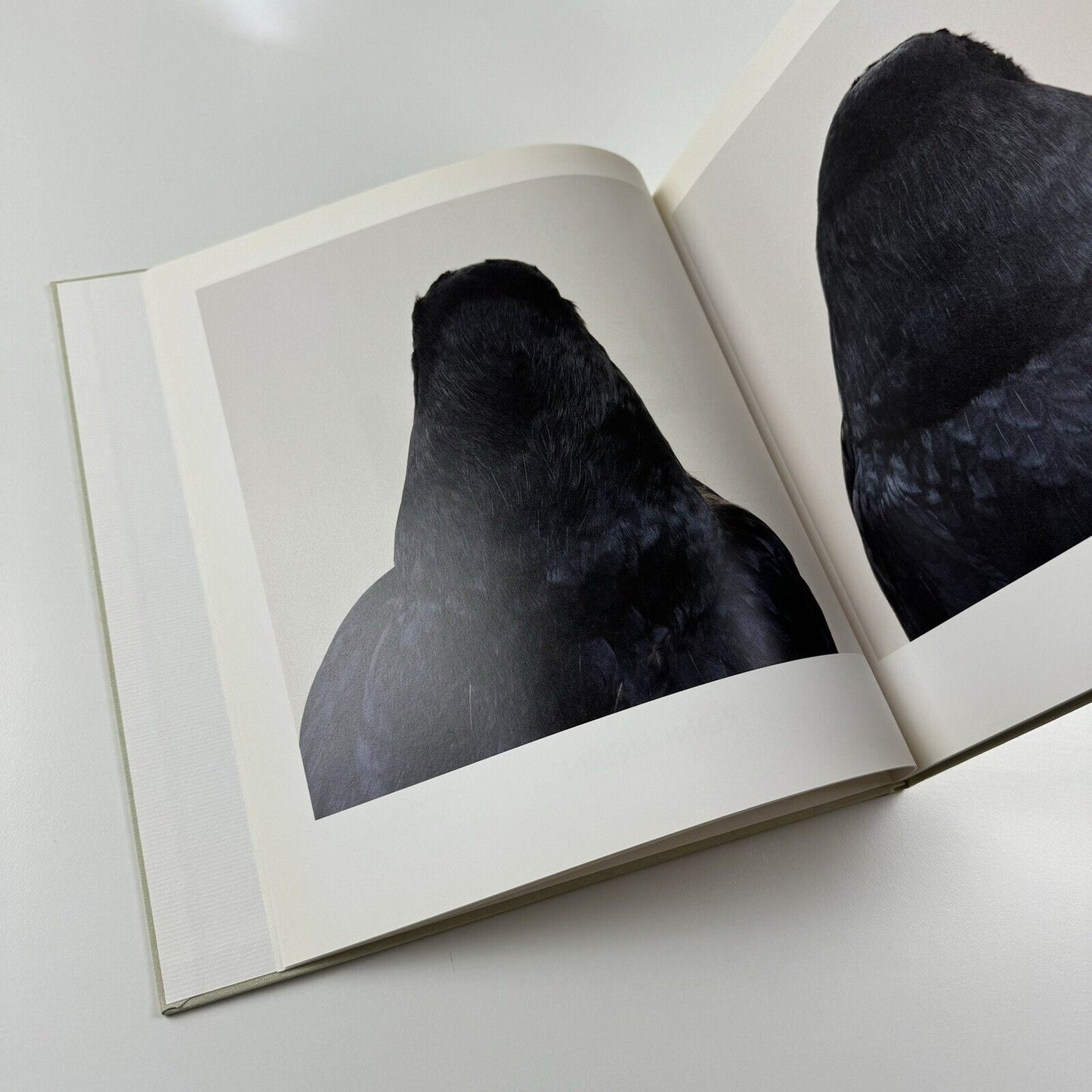 Bird. Roni Horn catalogue | Steidl Hauser & Wirth, London 2008
