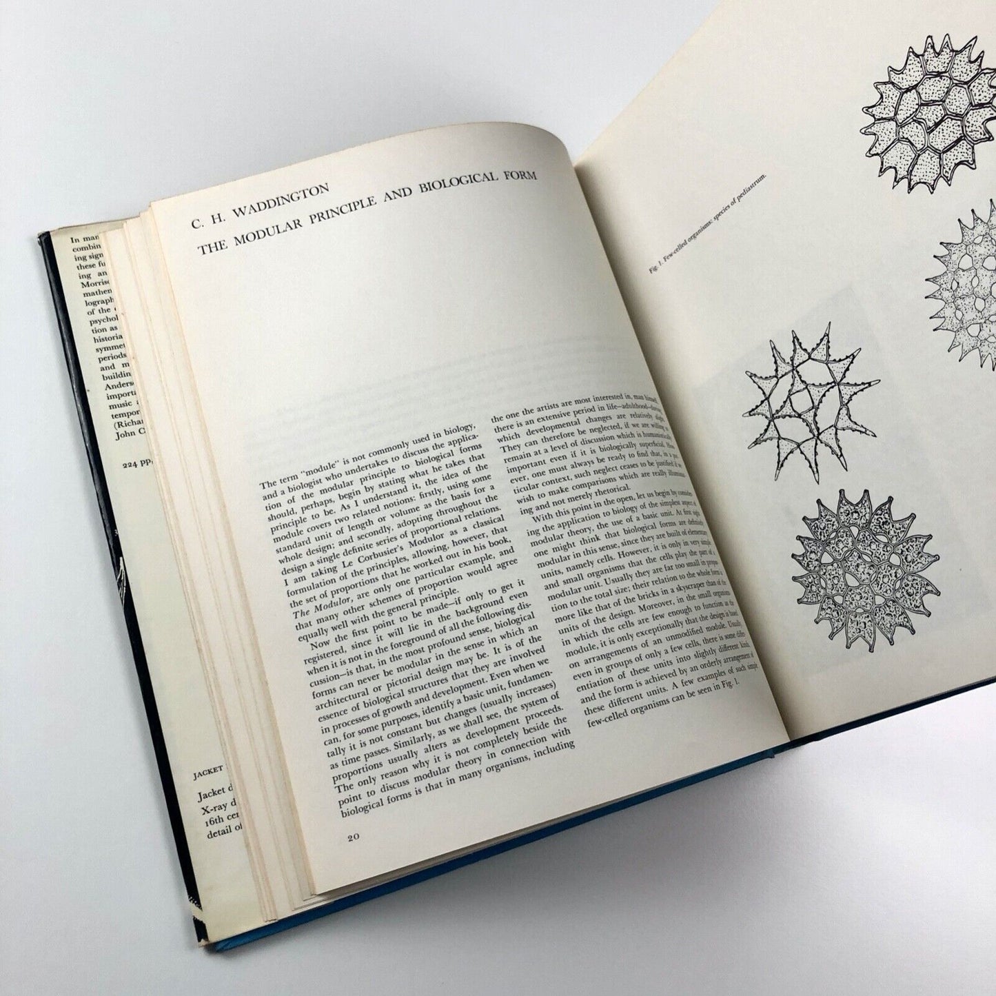 Module, Symmetry, Proportion by Gyorgy Kepes | Studio Vista, 1966