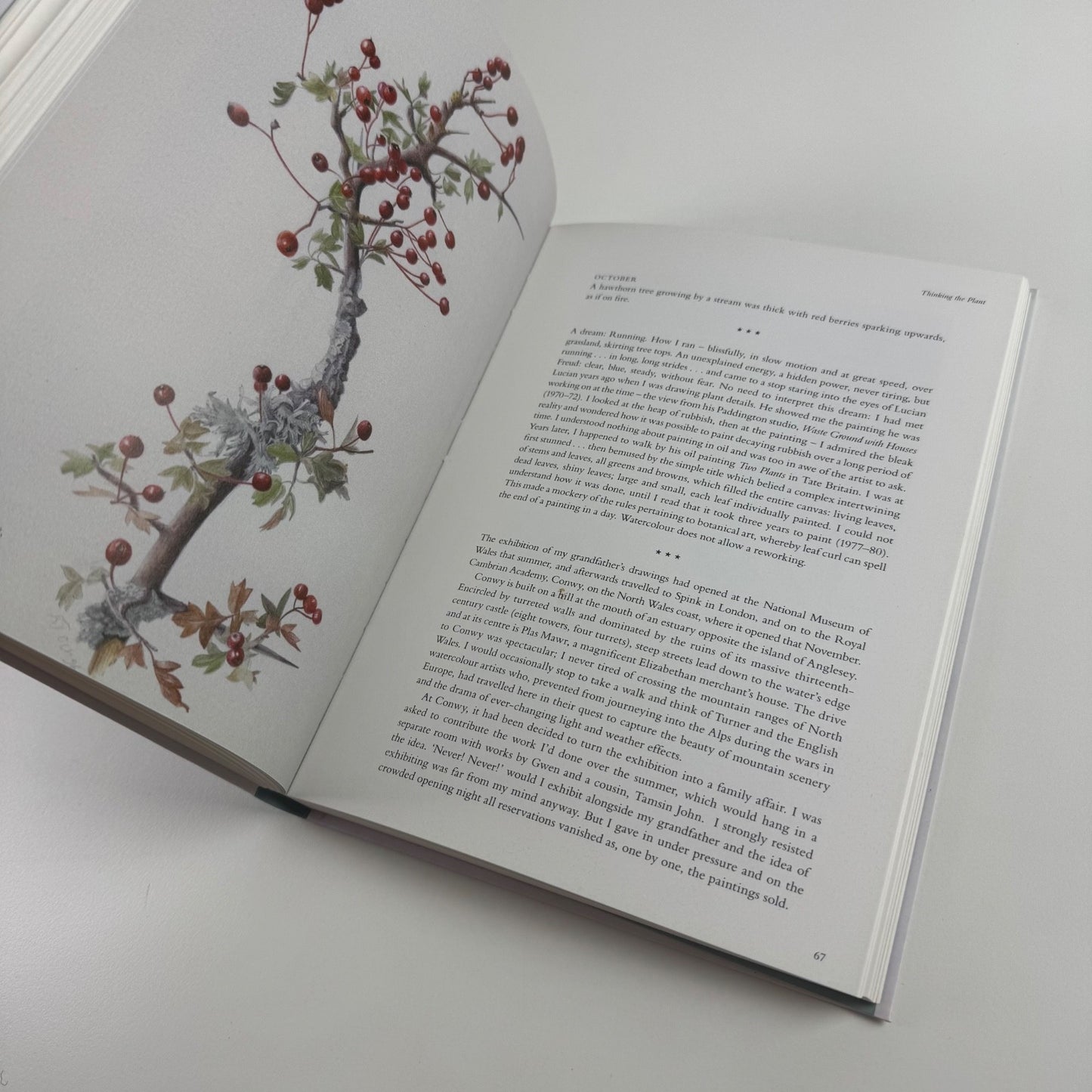 Thinking the Plant. The watercolour drawings of Rebecca John | Pimpernel Press, 2020