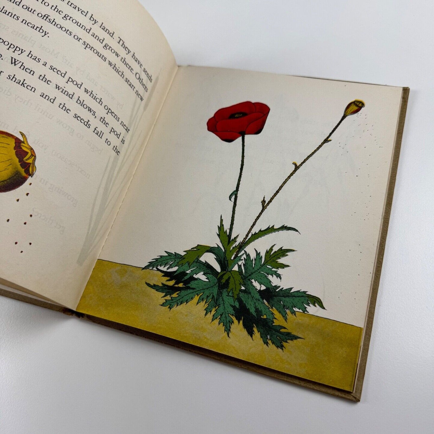 Travelers All, the story of how plants go places. Written & drawn by Irma E. Webber. William R. Scott, New York. Undated, c. 1945