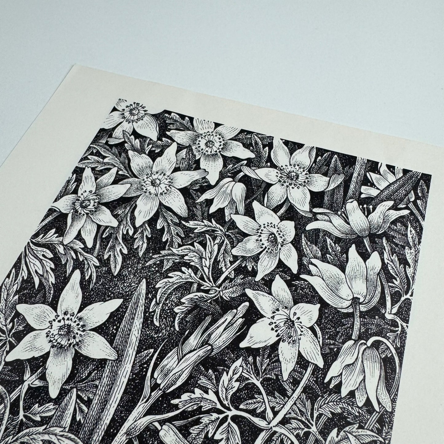 Prospectus for Woodland Plants by Heather & Robin Tanner | Robert Garton 1981