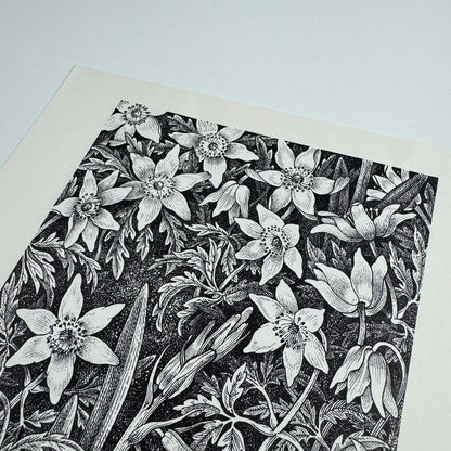 Prospectus for Woodland Plants by Heather & Robin Tanner | Robert Garton 1981