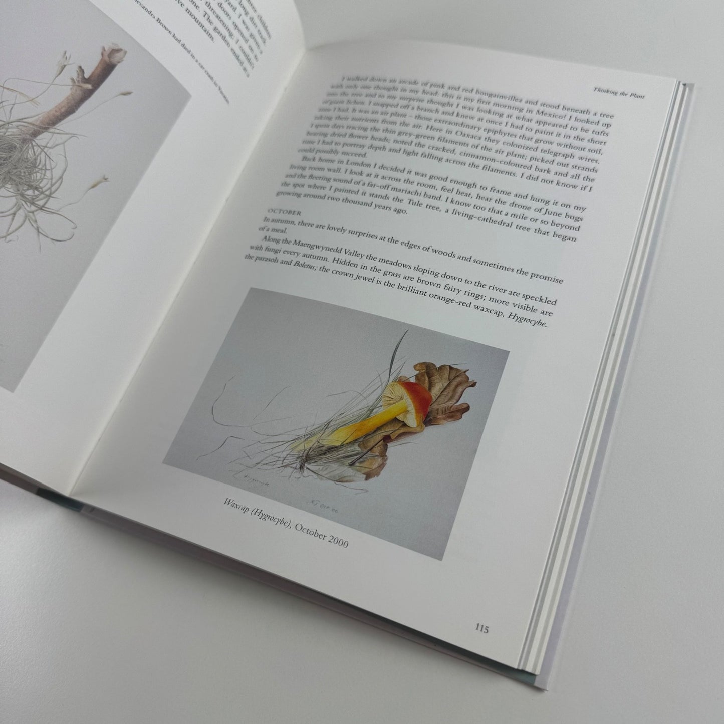 Thinking the Plant. The watercolour drawings of Rebecca John | Pimpernel Press, 2020