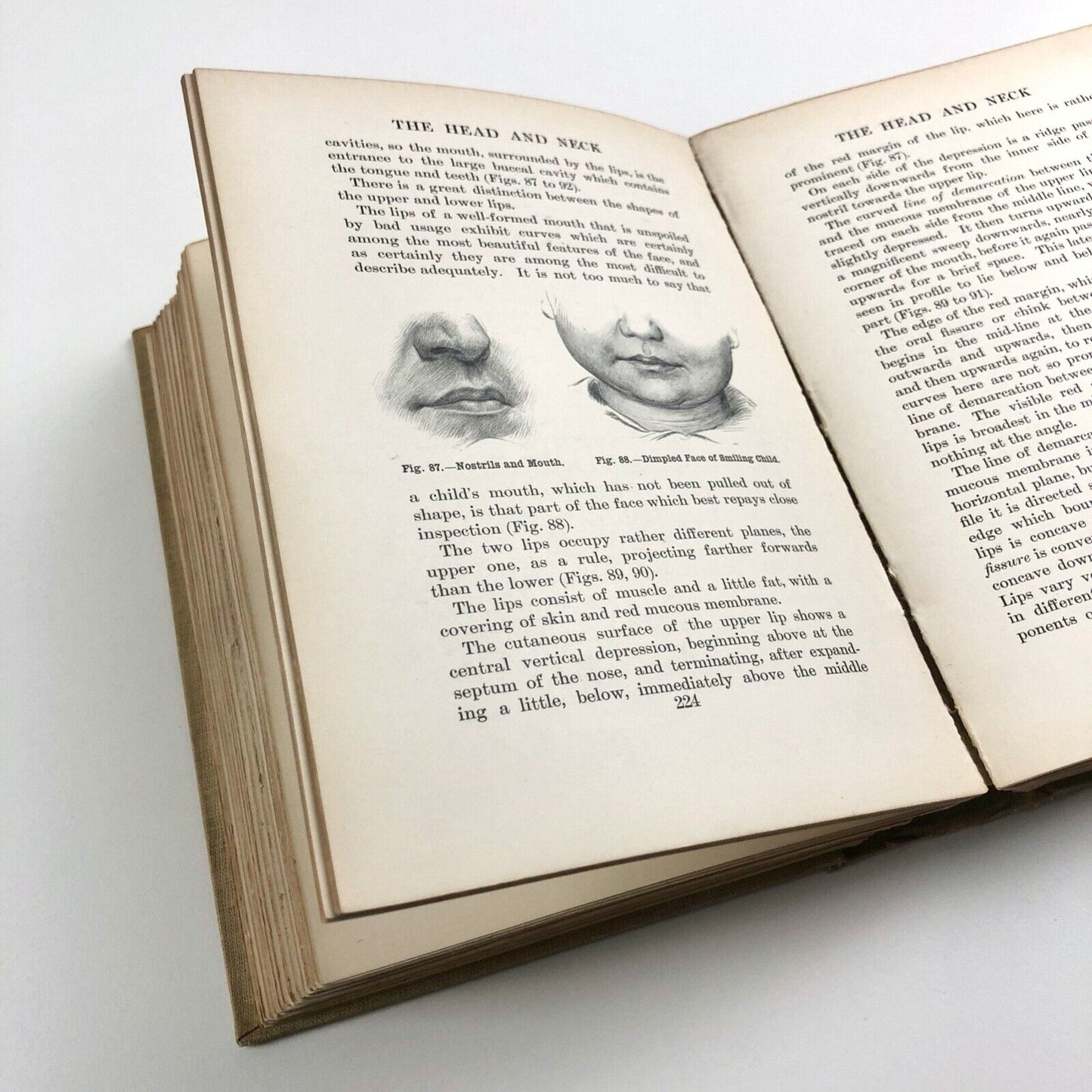 Human Anatomy for Art Students by Sir Alfred Fripp and Ralph Thompson 1911