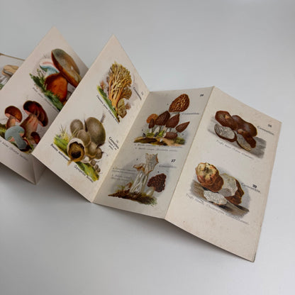 Petit Atlas Des Champignons. Delachaux & Niestlé. Neuchâtel. Undated believed to date from 1900. Text in French. Small pocket sized book with fold out pages