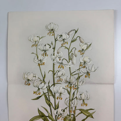 Prospectus for A Book of White Flowers by Elizabeth Cameron K.D. Duval 1980