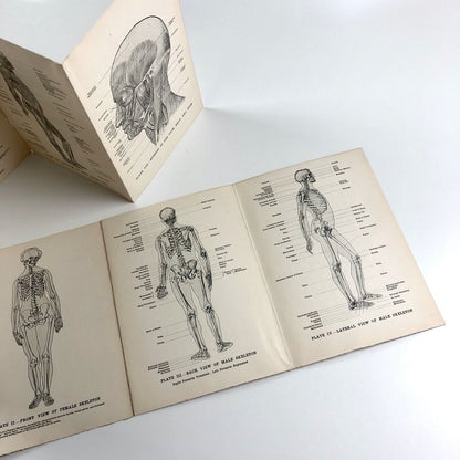 Human Anatomy for Art Students by Sir Alfred Fripp and Ralph Thompson 1911
