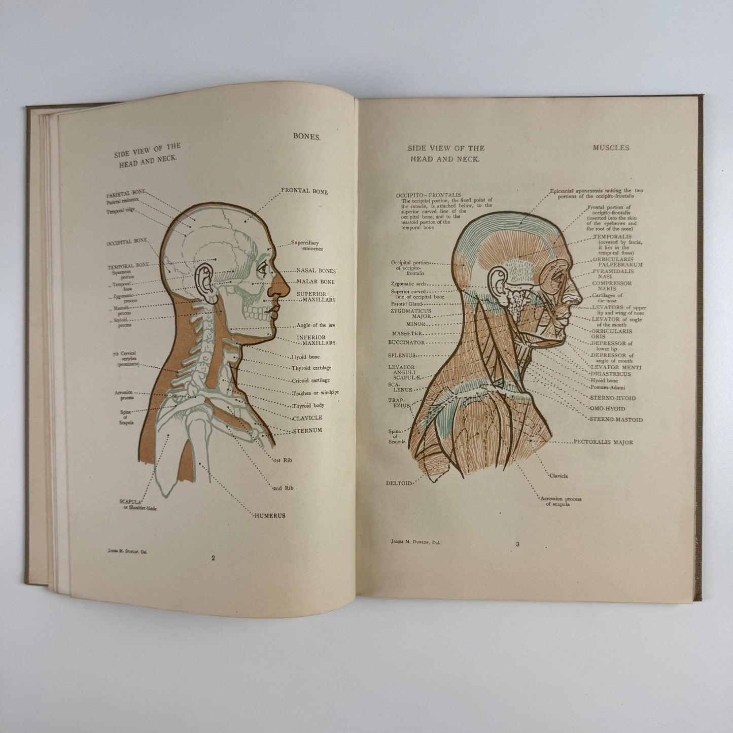 Anatomical Diagrams for the use of art students by James M. Dunlop | G. Bell & Sons, 1911, 7th impression