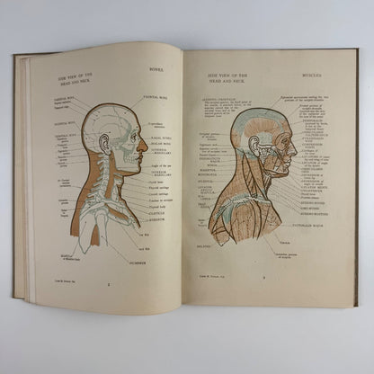 Anatomical Diagrams for the use of art students by James M. Dunlop | G. Bell & Sons, 1911, 7th impression