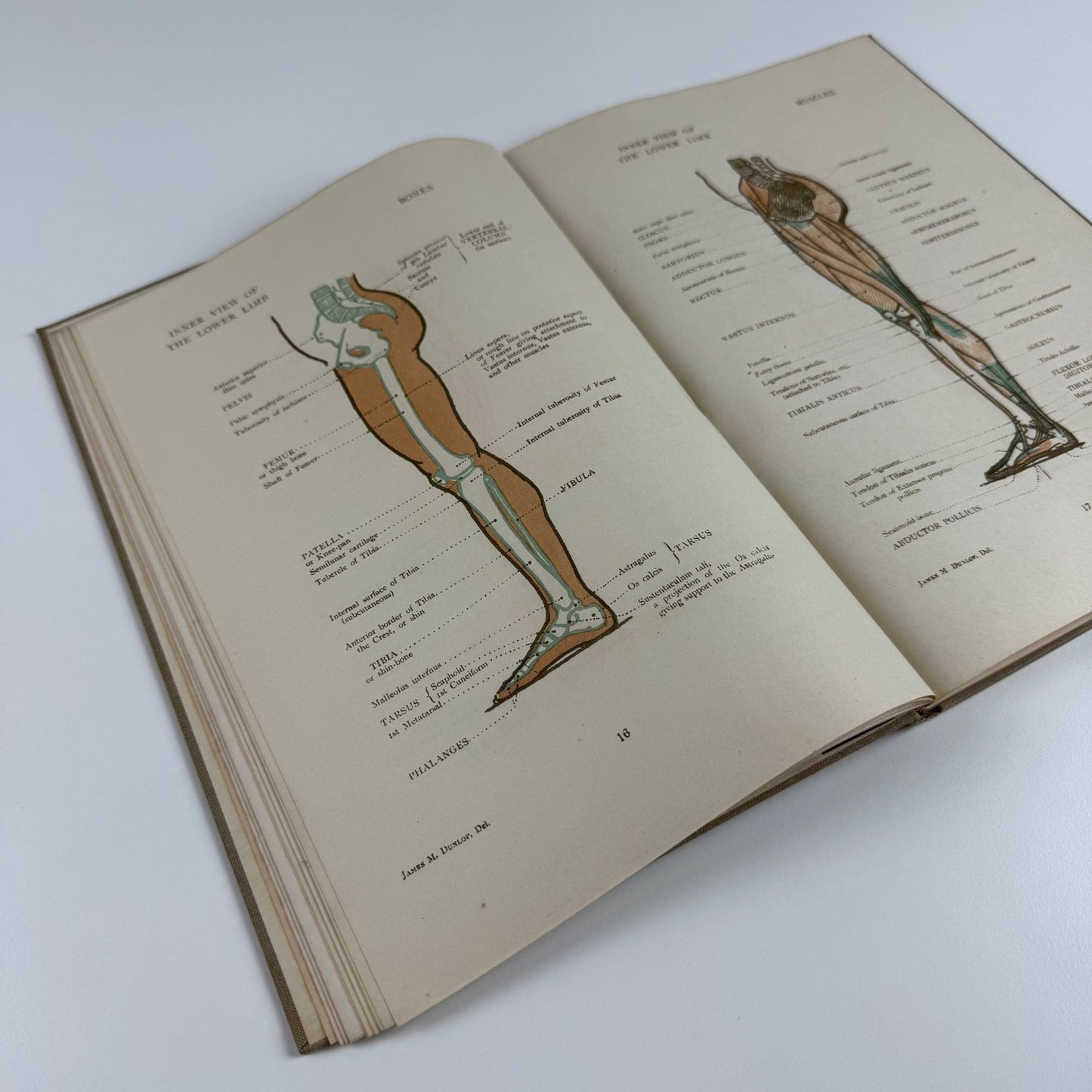 Anatomical Diagrams for the use of art students by James M. Dunlop | G. Bell & Sons, 1911, 7th impression