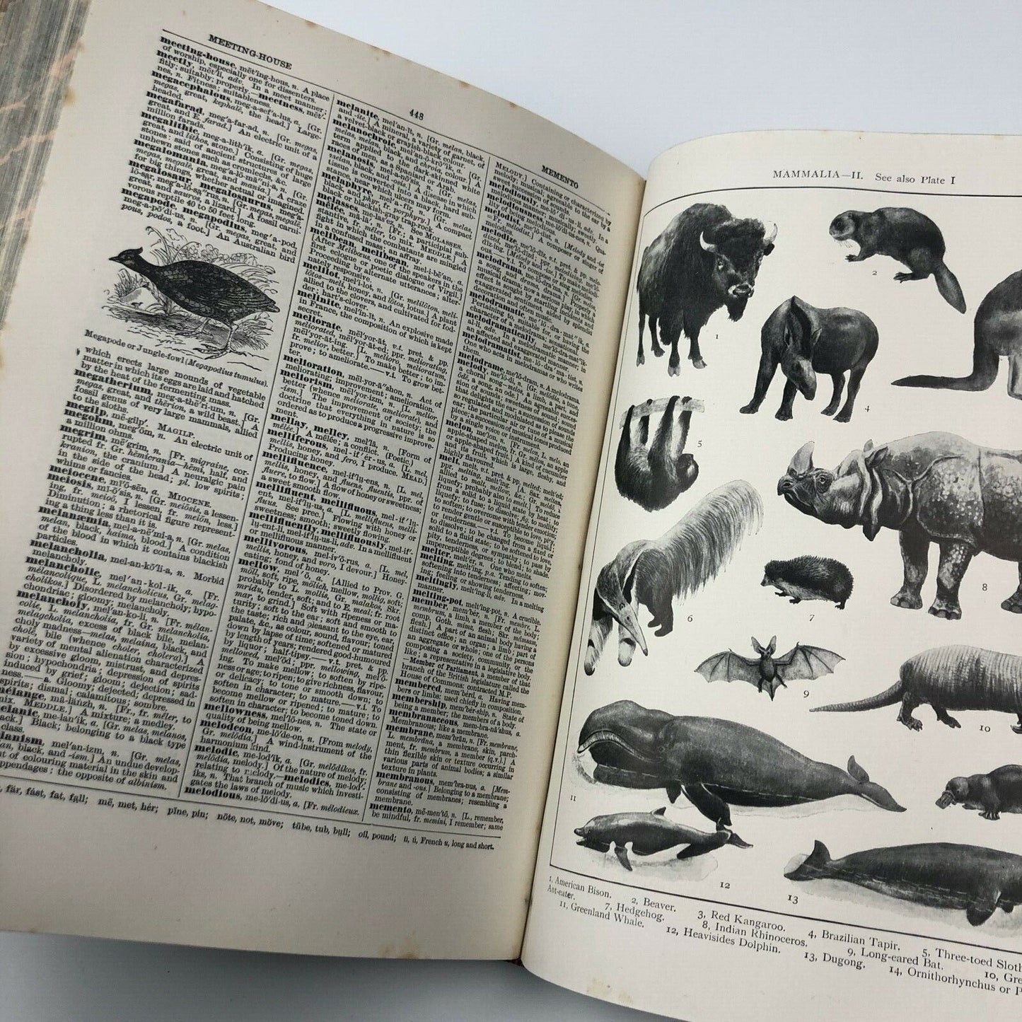 The New Gresham English Dictionary of the English Language, 1925 | C. Annandale