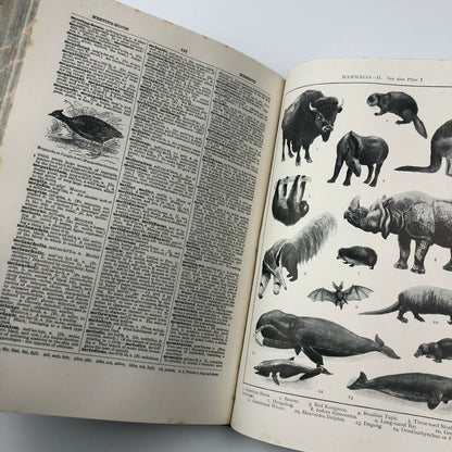 The New Gresham English Dictionary of the English Language, 1925 | C. Annandale
