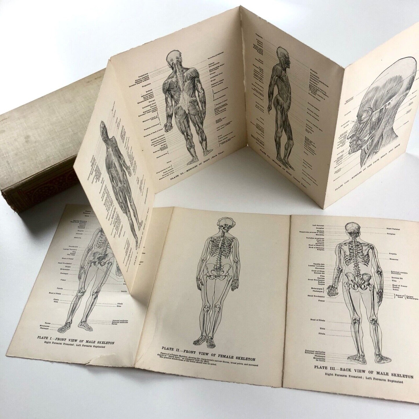 Human Anatomy for Art Students by Sir Alfred Fripp and Ralph Thompson 1911