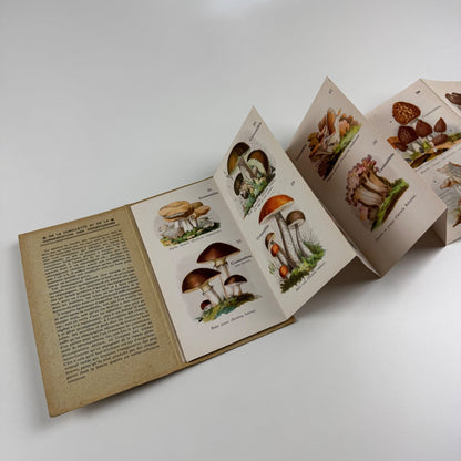 Petit Atlas Des Champignons. Delachaux & Niestlé. Neuchâtel. Undated believed to date from 1900. Text in French. Small pocket sized book with fold out pages