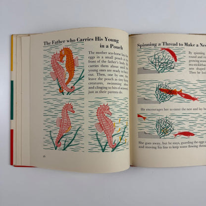 The Wonder World of the Seashore Marie Neurath, Max Parrish second edition Isotype Institute