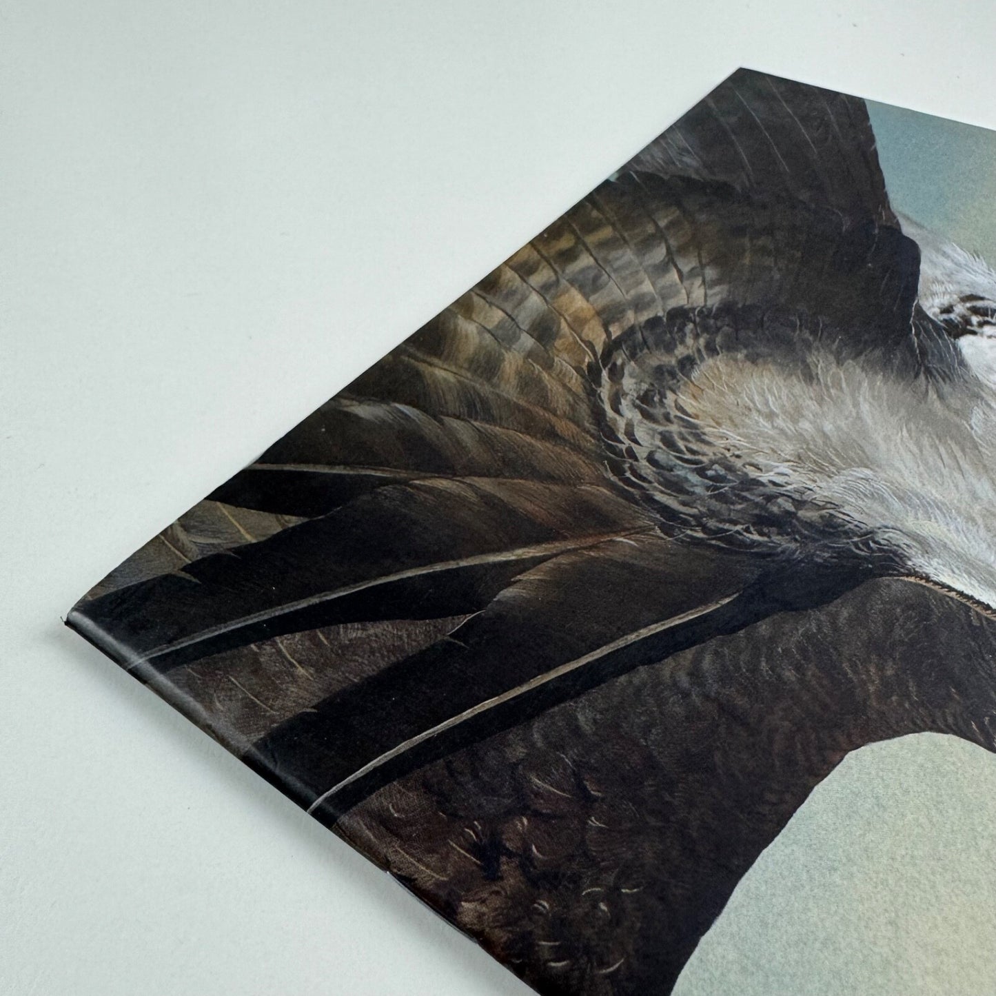 Tim Hayward. Birds of Prey | Jonathan Cooper, undated