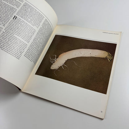 Beth Van Hoesen. Prints drawings watercolours | Oakland Museum Art Dept 1980