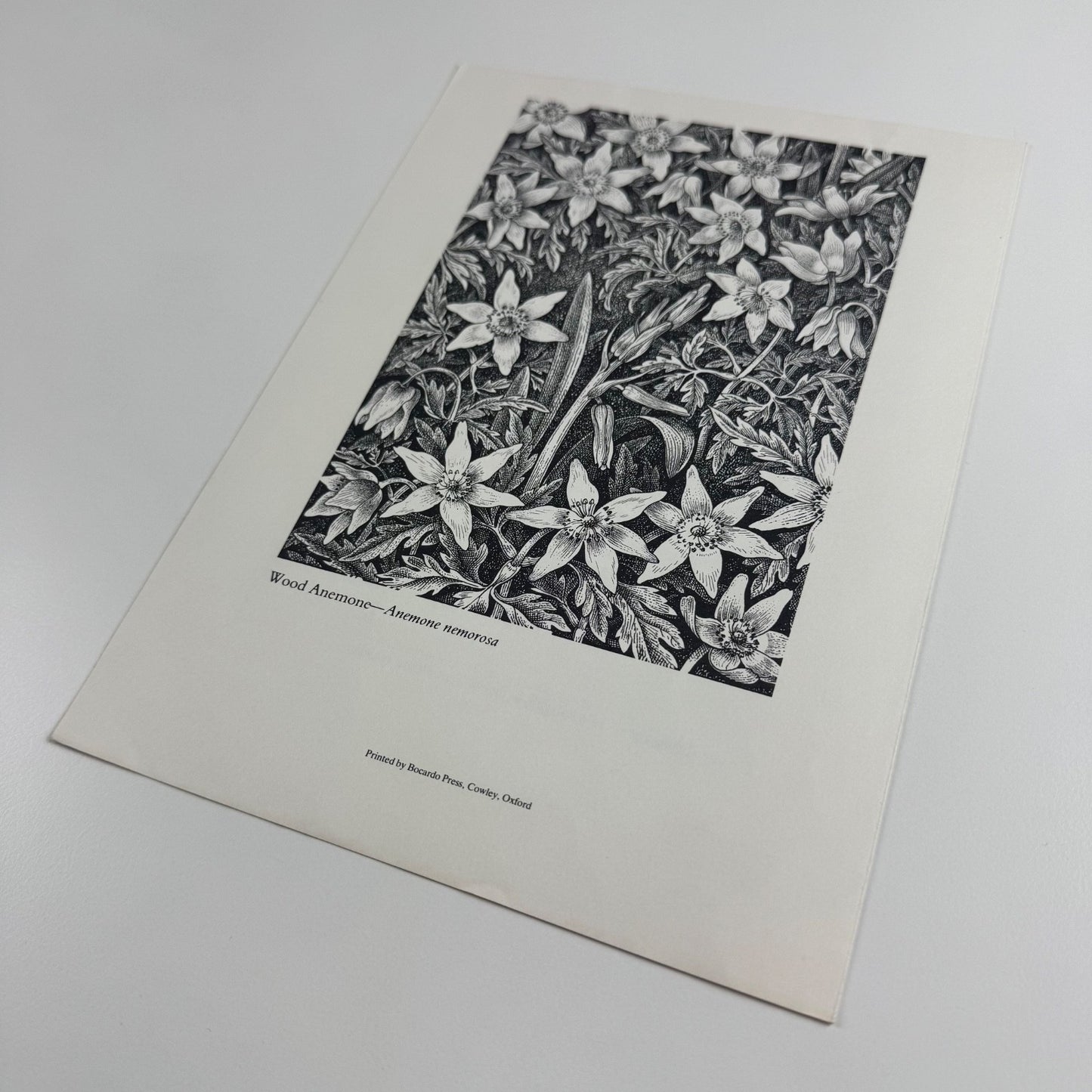 Prospectus for Woodland Plants by Heather & Robin Tanner | Robert Garton 1981