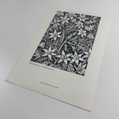 Prospectus for Woodland Plants by Heather & Robin Tanner | Robert Garton 1981