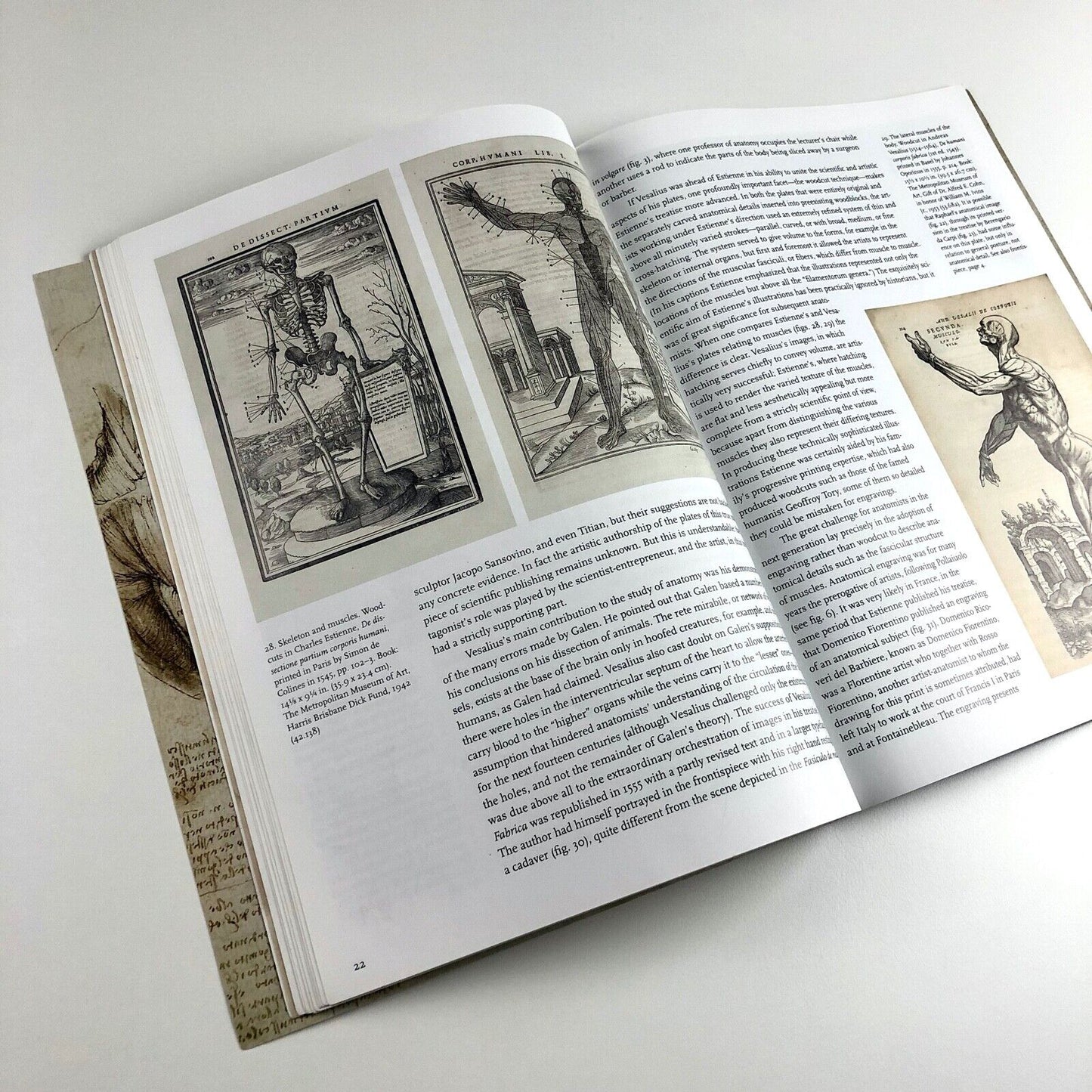 Art and Anatomy in Renaissance Italy by Domenico Laurenza | The Met, 2012