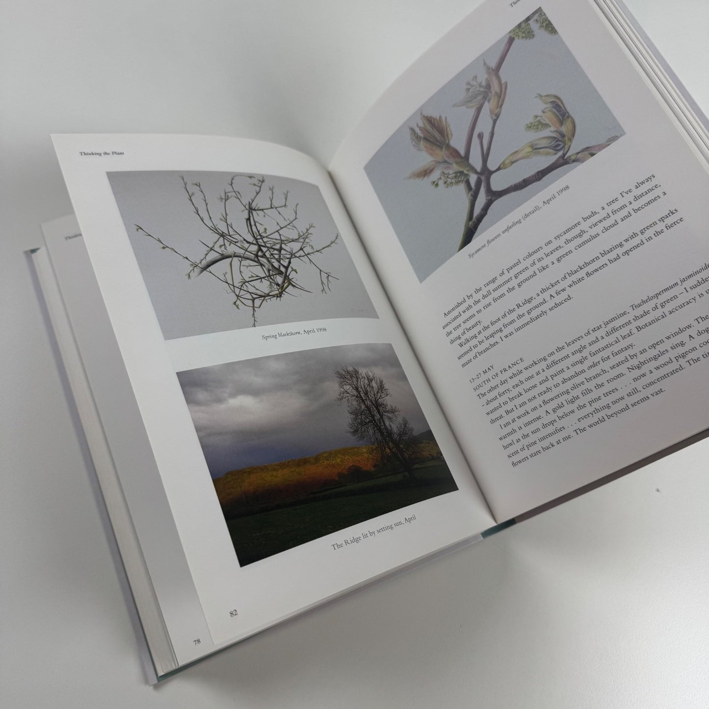 Thinking the Plant. The watercolour drawings of Rebecca John | Pimpernel Press, 2020