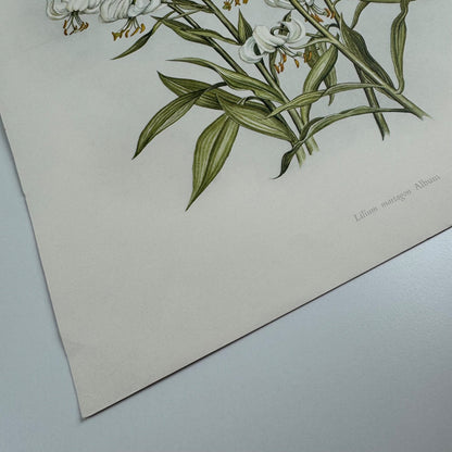 Prospectus for A Book of White Flowers by Elizabeth Cameron K.D. Duval 1980