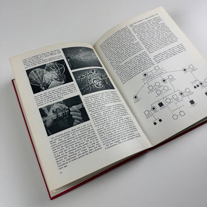 Insight by J. Bronowski | Macdonald & Co, 1964 in association with the BBC