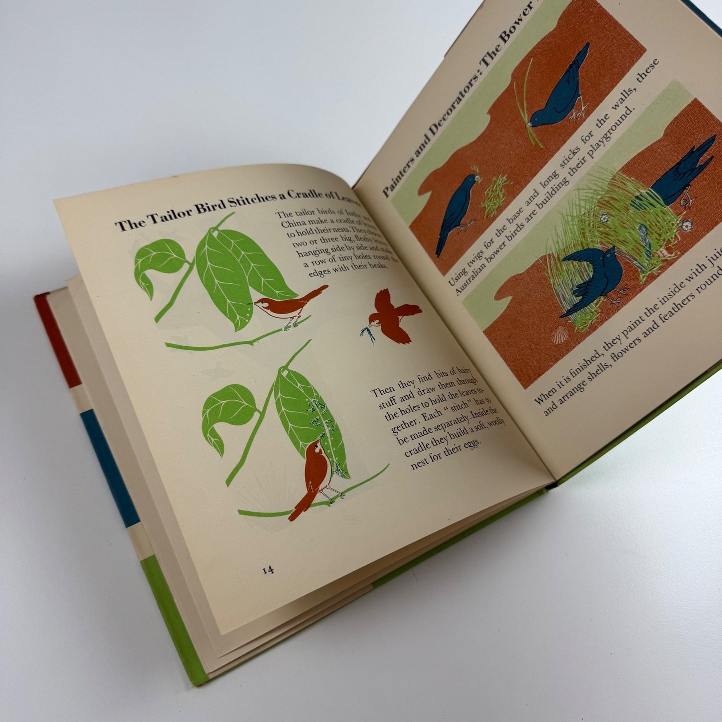 The Wonder World of Birds by Marie Neurath | Max Parrish, 1953 Isotype Institute