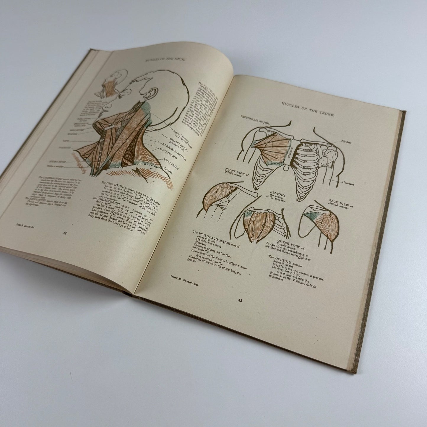 Anatomical Diagrams for the use of art students by James M. Dunlop | G. Bell & Sons, 1911, 7th impression