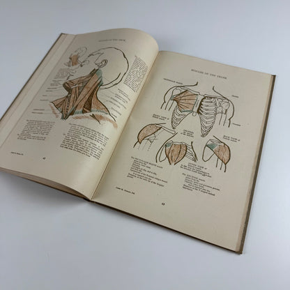 Anatomical Diagrams for the use of art students by James M. Dunlop | G. Bell & Sons, 1911, 7th impression