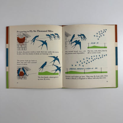 The Wonder World of Birds by Marie Neurath | Max Parrish, 1953 Isotype Institute
