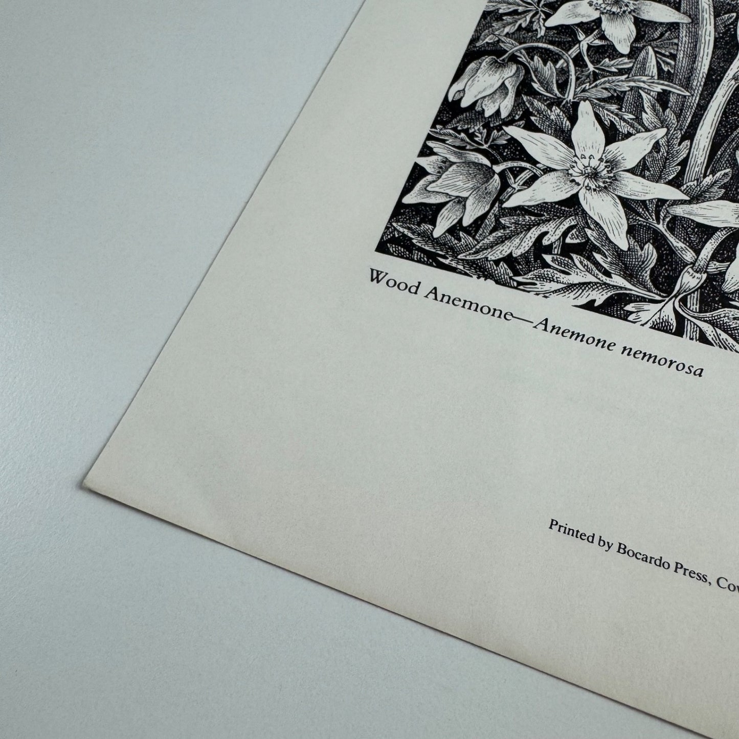 Prospectus for Woodland Plants by Heather & Robin Tanner | Robert Garton 1981