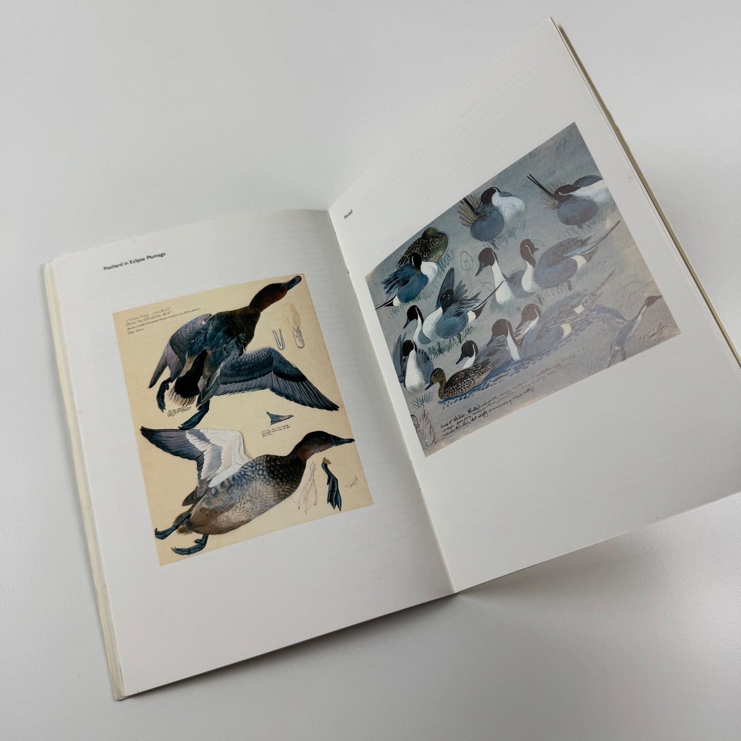Wild Lives. The Art of Charles F Tunnicliffe | Mostyn Art Gallery, 1980