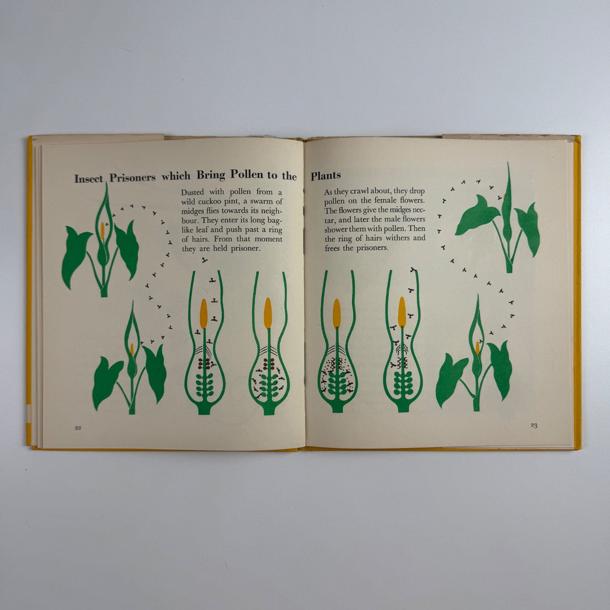 The Wonder World of Strange Plants by Marie Neurath | Max Parrish, 1956 Isotype Institute