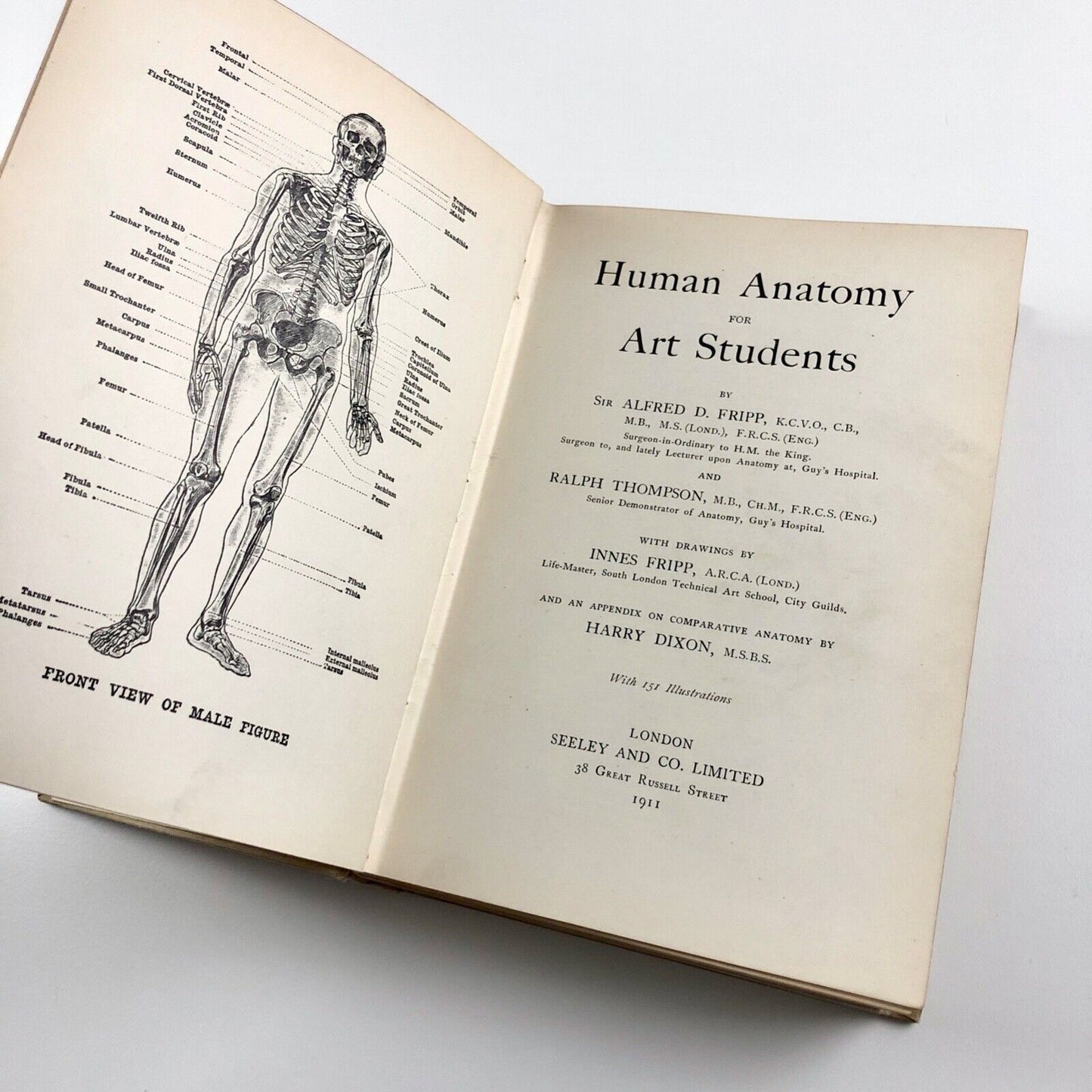 Human Anatomy for Art Students by Sir Alfred Fripp and Ralph Thompson 1911