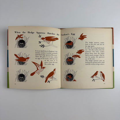 The Wonder World of Birds by Marie Neurath | Max Parrish, 1953 Isotype Institute