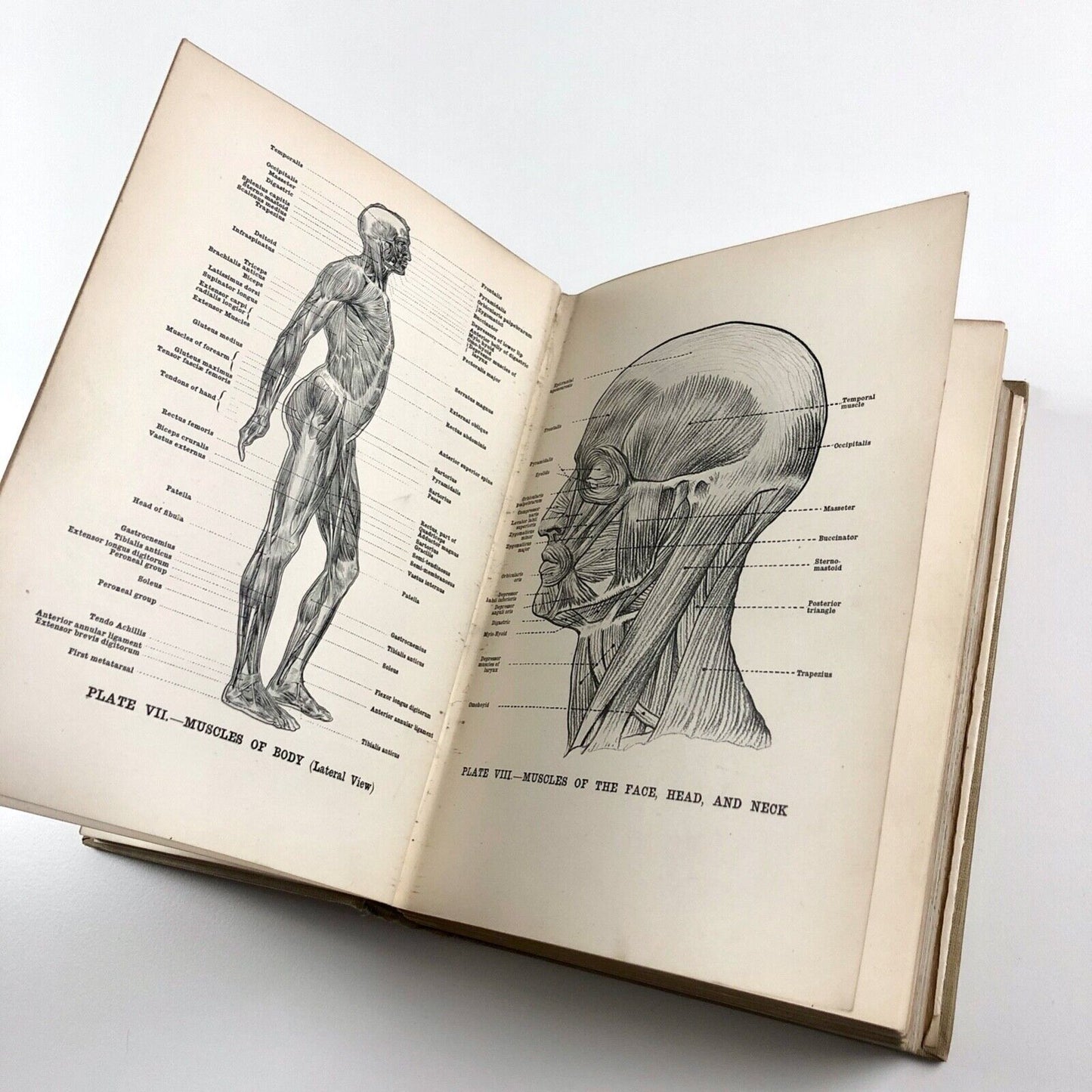 Human Anatomy for Art Students by Sir Alfred Fripp and Ralph Thompson 1911